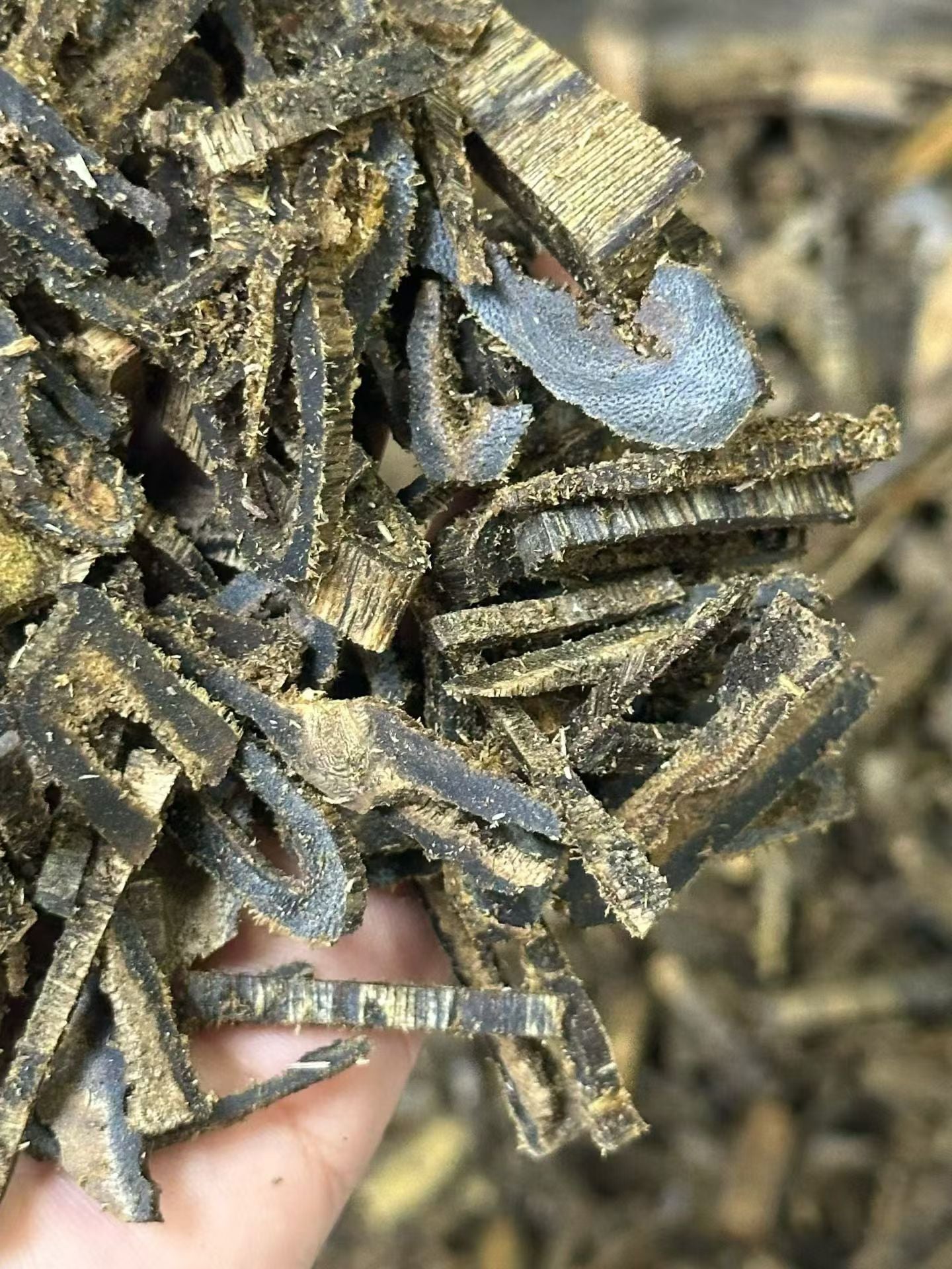 Kynam Agarwood Chips – High-Oil for Incense