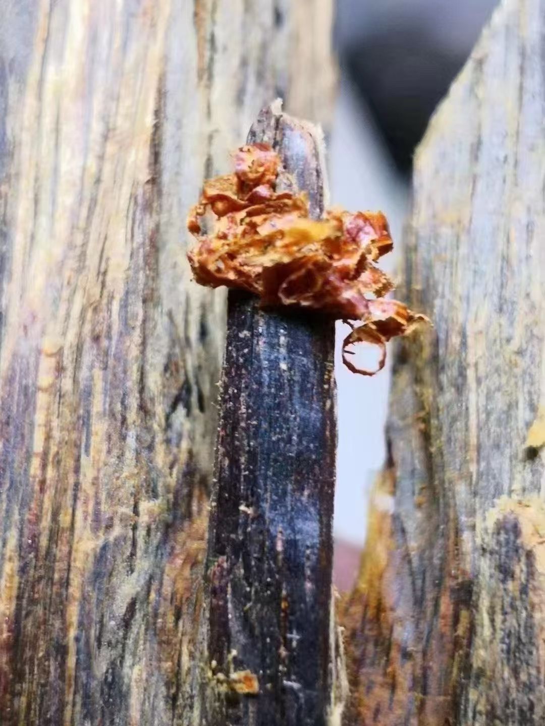 Hainan Yellow Kynam Agarwood Shavings | Full-Oil Sinking | For Incense